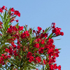 flowering shrubs - oleander