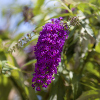 flowering shrubs - lilac buddleja