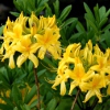 flowering shrubs - rhododendron