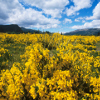 flowering shrubs - scotch broom