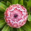 flowering shrubs - protea cynaroides