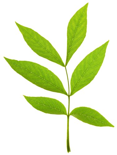 shrub identification by leaf - ash leaf