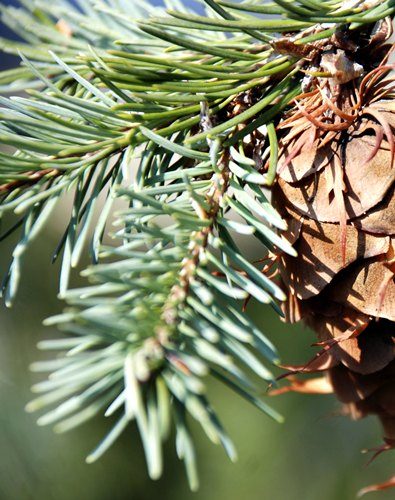 shrub identification by leaf - Pine leaf