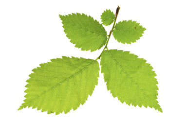 shrub identification by leaf - alder leaf