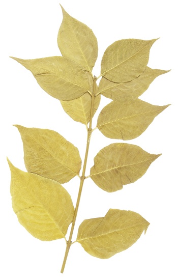 shrub identification by leaf - poplar leaf