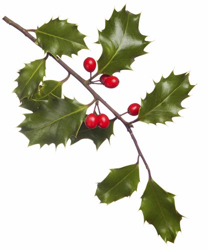 shrub identification by leaf - holly leaf