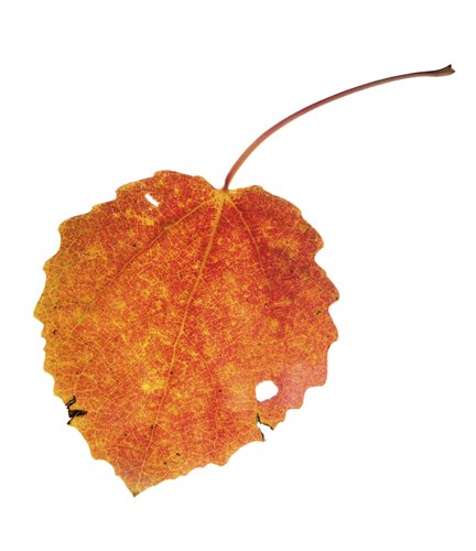 shrub identification by leaf - aspen leaf