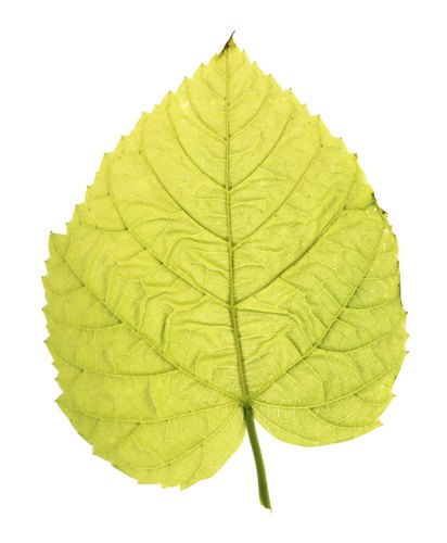 shrub identification by leaf - common-lime leaf