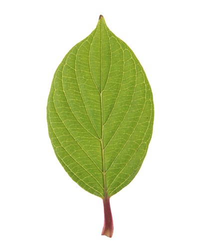 shrub identification by leaf - dogwood leaf