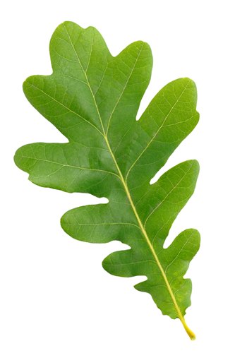 shrub identification by leaf - oak leaf