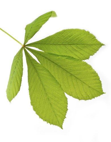 shrub identification by leaf - horse-chestnut leaf