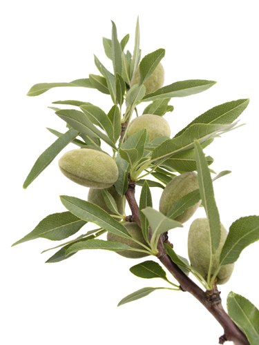 shrub identification by leaf - almond leaf