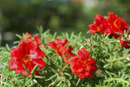 Red moss roses