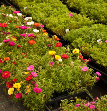 Moss rose plant nursery