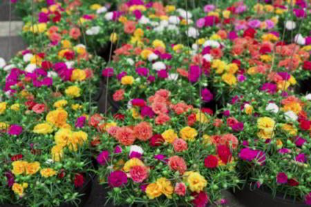 Moss rose flower garden