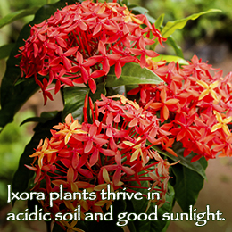 Fact about Ixora plants
