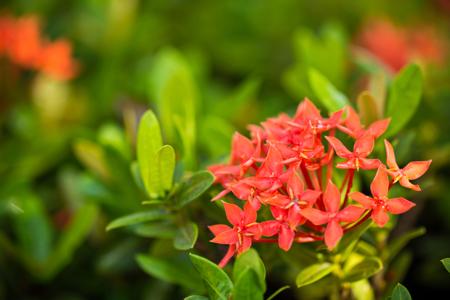 Ixora coccinea flowers