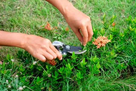 Pruning ixora plant