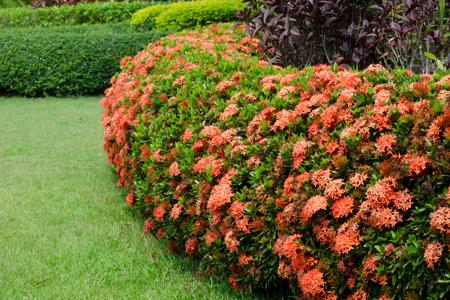 Ixora flower in garden