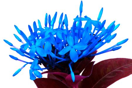 Blue ixora flowers
