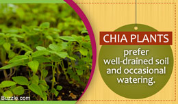 Tip to care for a chia plant