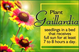 Tip to grow blanket flowers (Gaillardia)