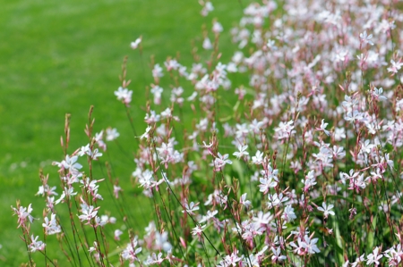 Gaura plants with blooms