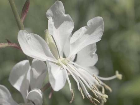White gaura flower