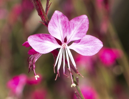 Pink gaura flower
