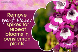 Tip to prune penstemon plants
