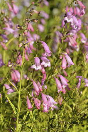 Penstemon palmeri flowers