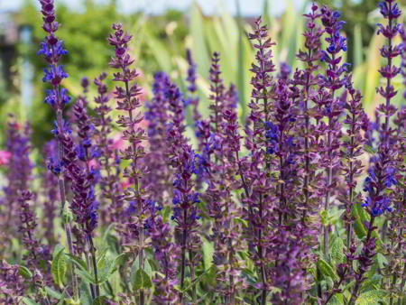 Purple penstemons flowers