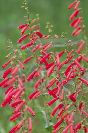 utah penstemon flower