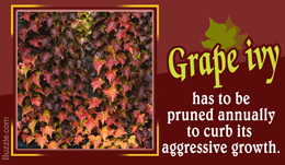 Grape ivy plant care tips