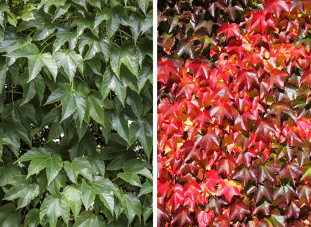 The green summer foliage turns red during autumn.