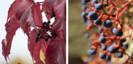 Grape ivy produces blue berries during fall.