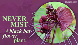 Black bat flowers care tip