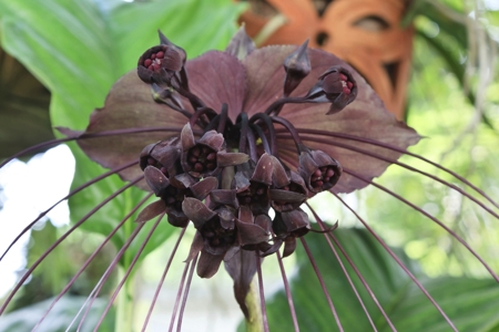 Black Bat Flower 