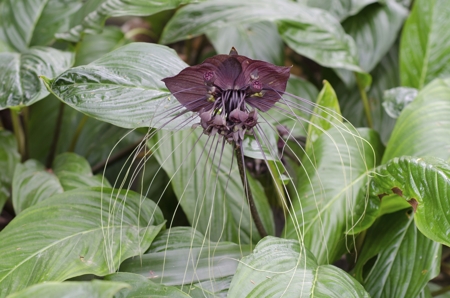 Bat Flower Plant