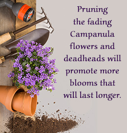 Campanula care tip