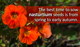 Nasturtium plant care tips