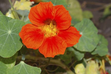 Red Nasturtium Flower