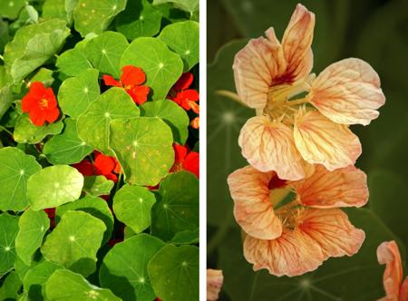 Red and Pale Yellow Nasturtium Flowers