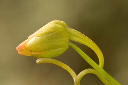 Nasturtium Bud