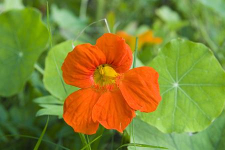 Orange Nasturtium Flower