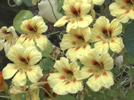 Pale Yellow Nasturtium Flowers