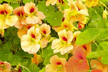 Yellow Nasturtium Flower