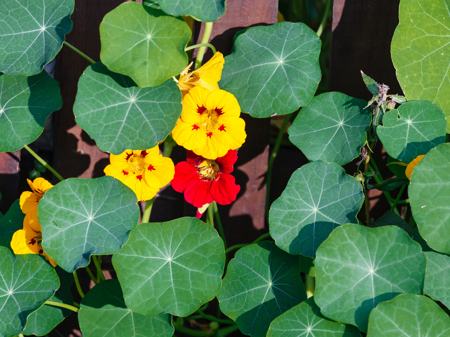 Yellowing of Nasturtium Leaves