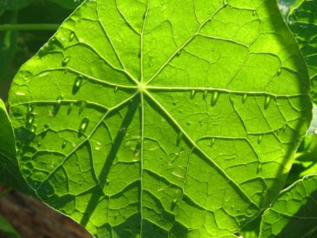 Closeup of the Underside of a Nasturtium Leaf