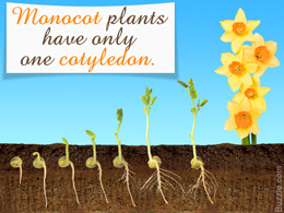 Characteristics of monocots